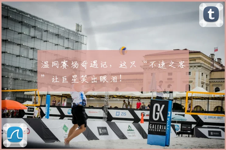 温网赛场奇遇记,这只“不速之客”让巨星笑出眼泪!